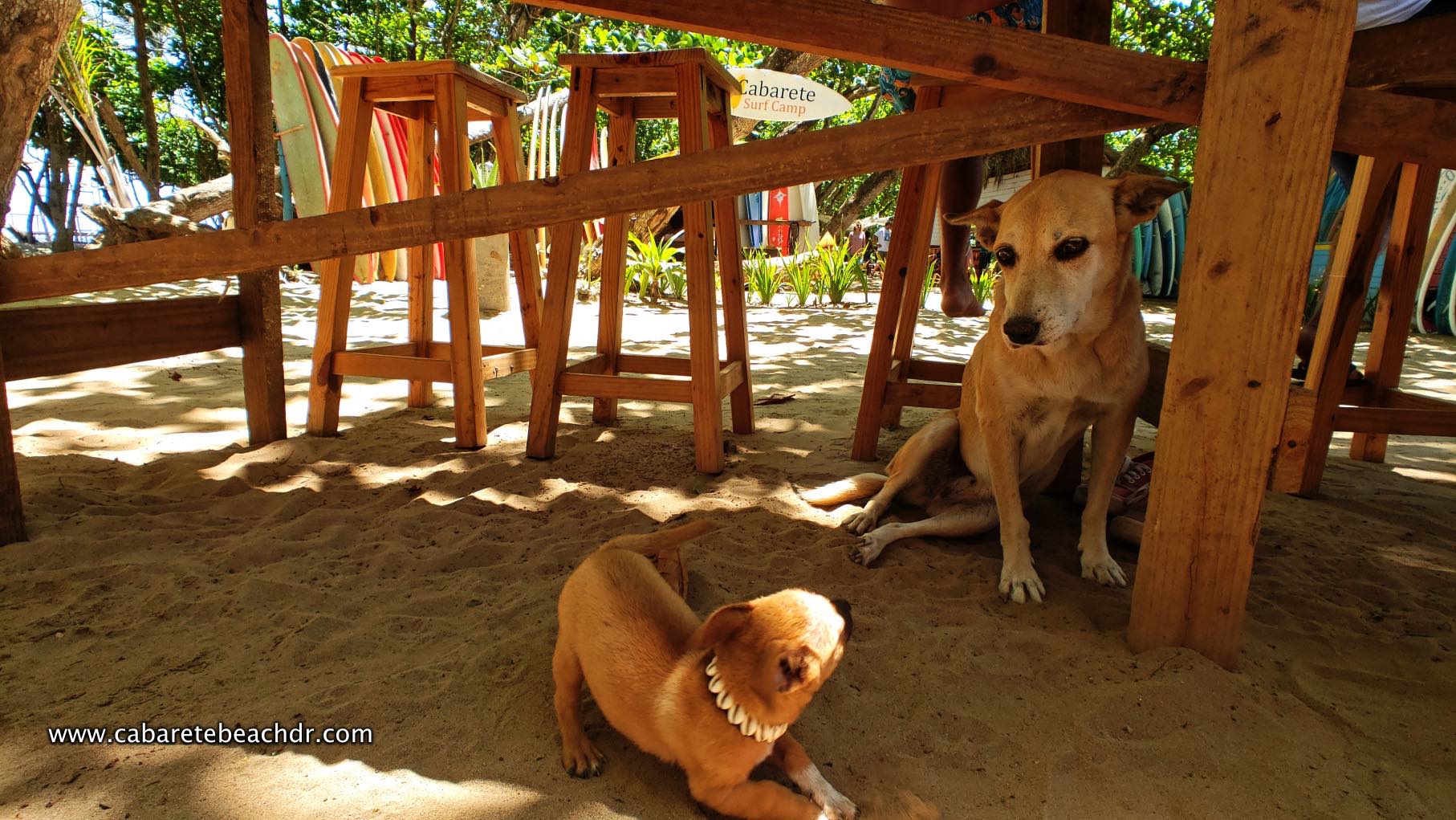 Dogs play in Encuentro Beach, Cabarete