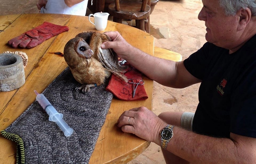 Chuck healing an owl